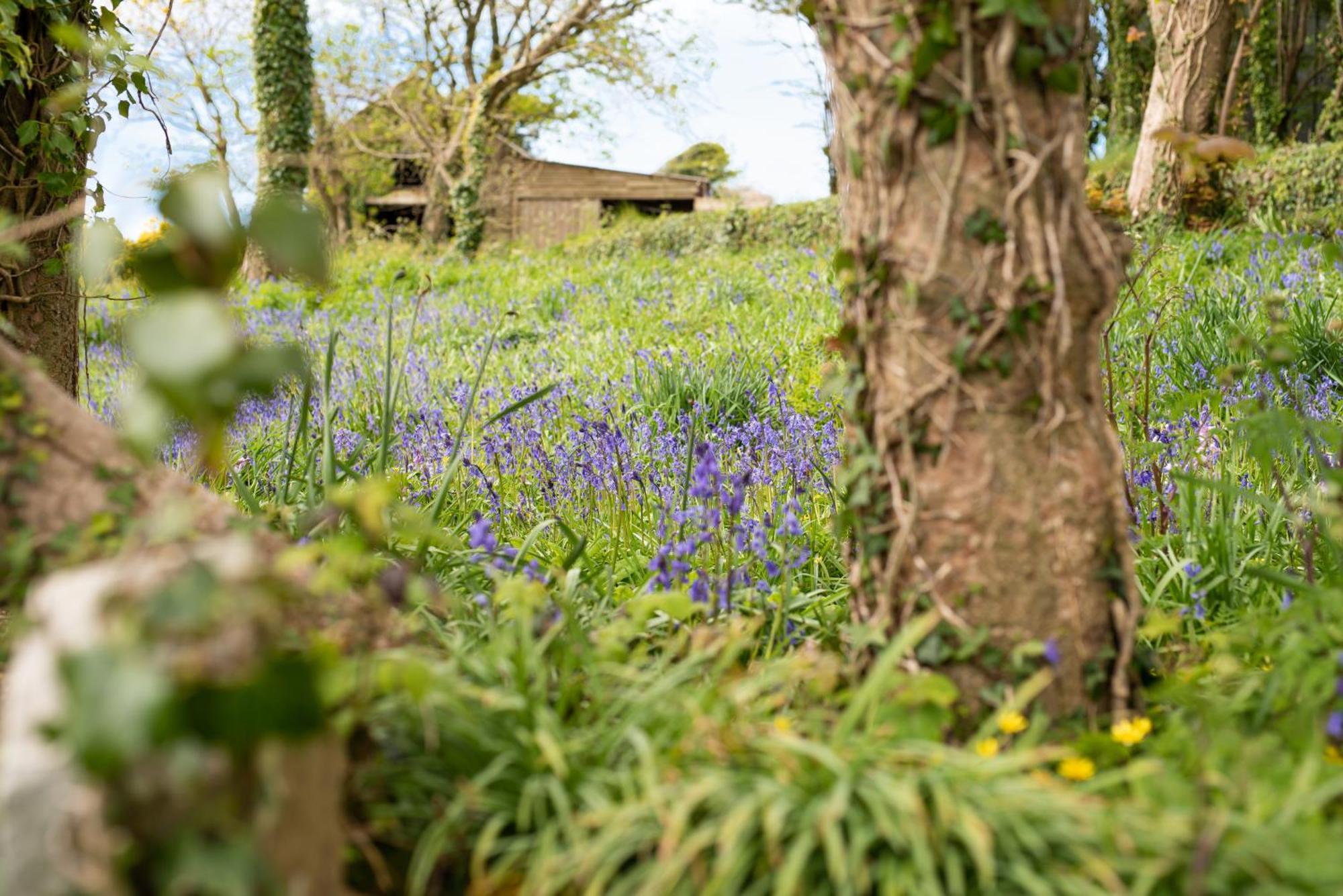 Timber Hill Self Catering Cedar Lodges Broad Haven Zewnętrze zdjęcie